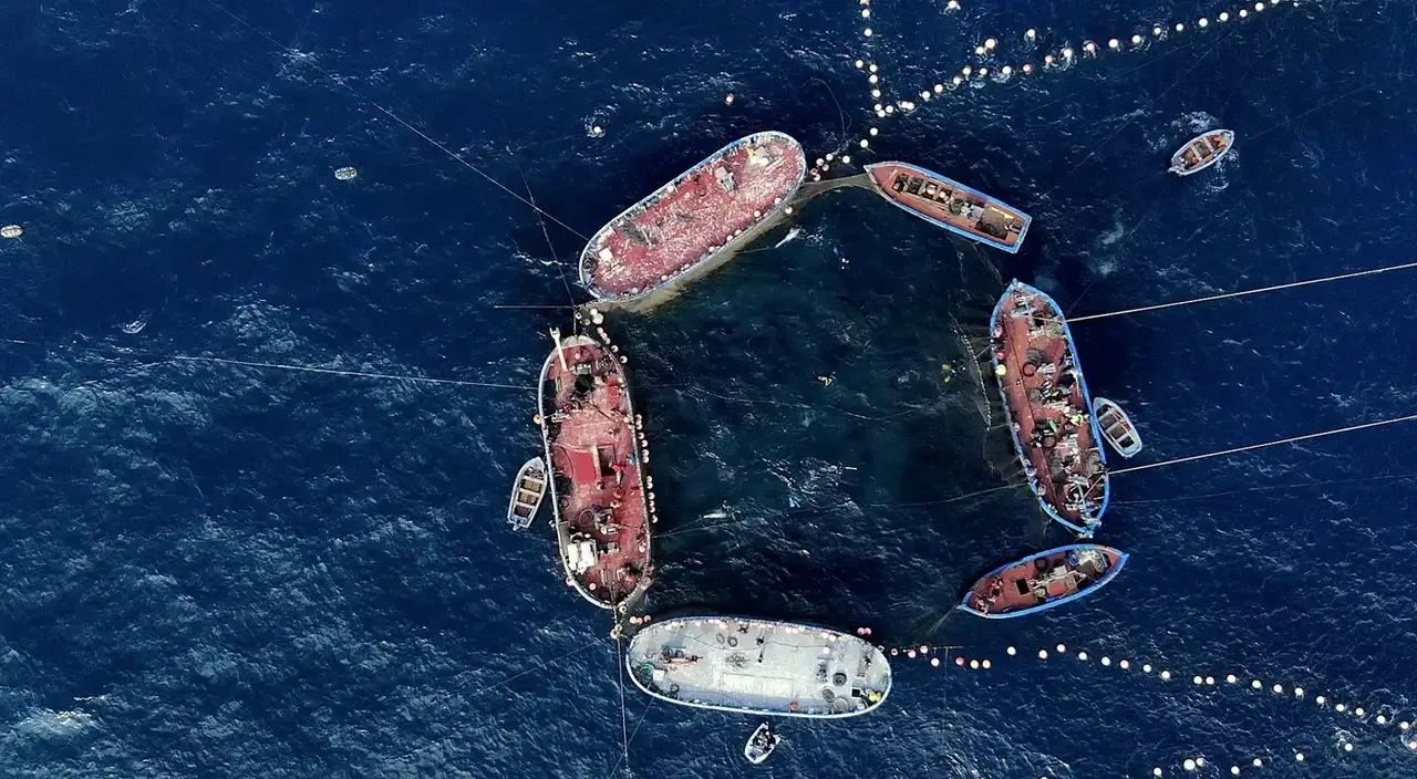 Fotografía aérea de almadraba (pesca tradicional del atún) en la costa de Cádiz